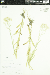 Pseudognaphalium viscosum image