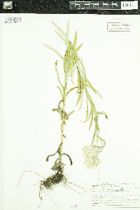 Pseudognaphalium viscosum image