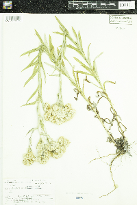 Pseudognaphalium viscosum image