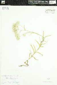 Pseudognaphalium viscosum image