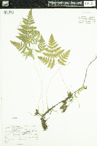 Gymnocarpium dryopteris image