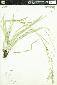 Carex arctata image