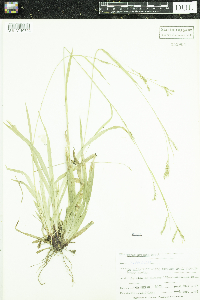 Carex arctata image