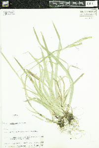 Carex arctata image