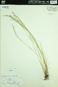 Agrostis scabra image