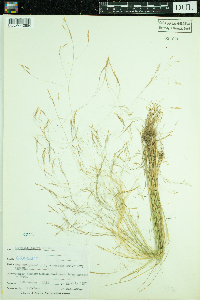 Agrostis scabra image