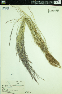 Agrostis scabra image