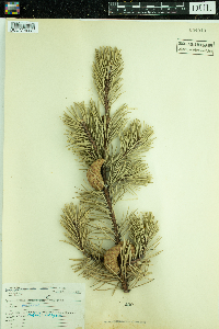 Pinus banksiana image