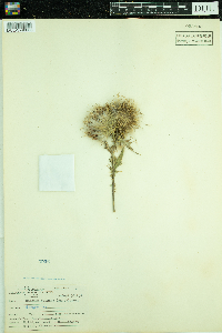 Cirsium vulgare image