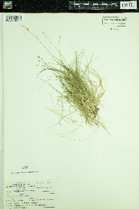 Carex disperma image