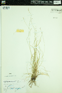 Carex disperma image