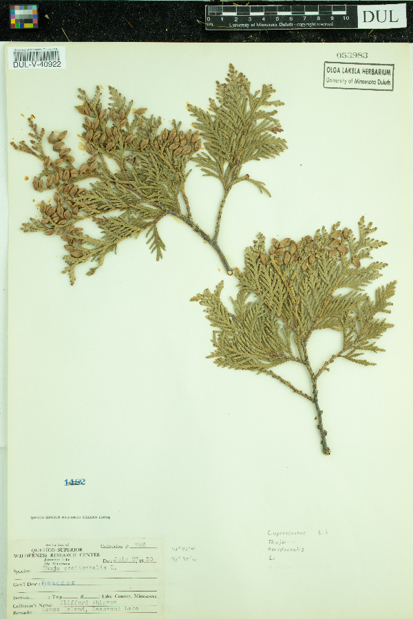 Thuja occidentalis image