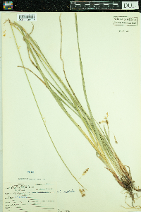 Carex castanea image