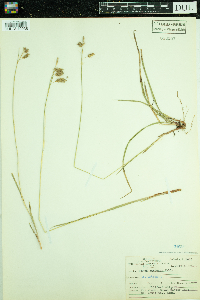 Carex castanea image