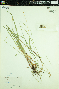 Carex castanea image