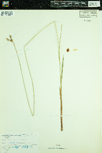 Carex castanea image