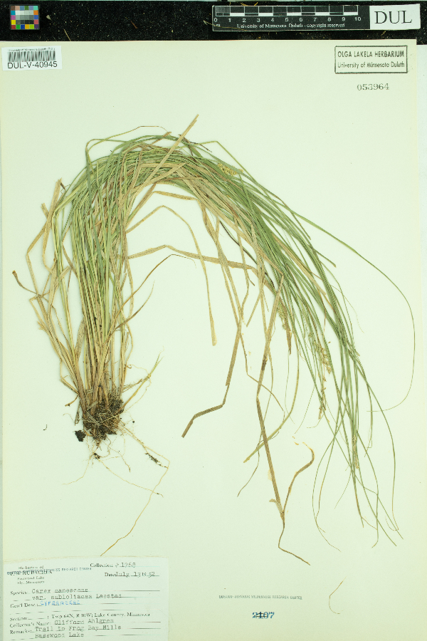 Carex lapponica image