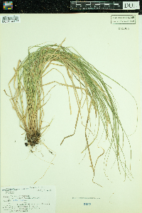 Image of Carex lapponica
