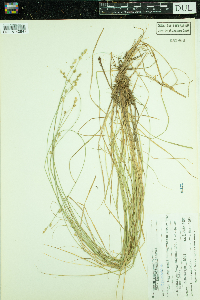 Carex lapponica image