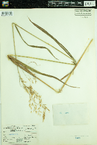 Bromus ciliatus image