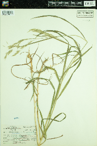 Bromus ciliatus image