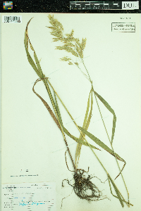 Bromus ciliatus image