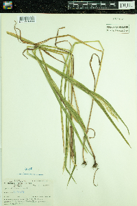 Bromus ciliatus image