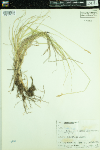 Carex arcta image