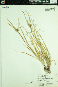 Carex intumescens image