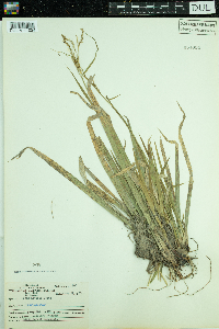 Carex arctata image