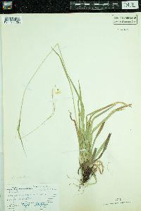 Carex arctata image