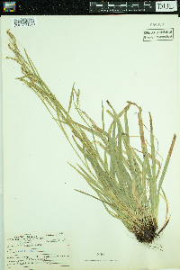 Carex arctata image