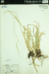 Carex arctata image