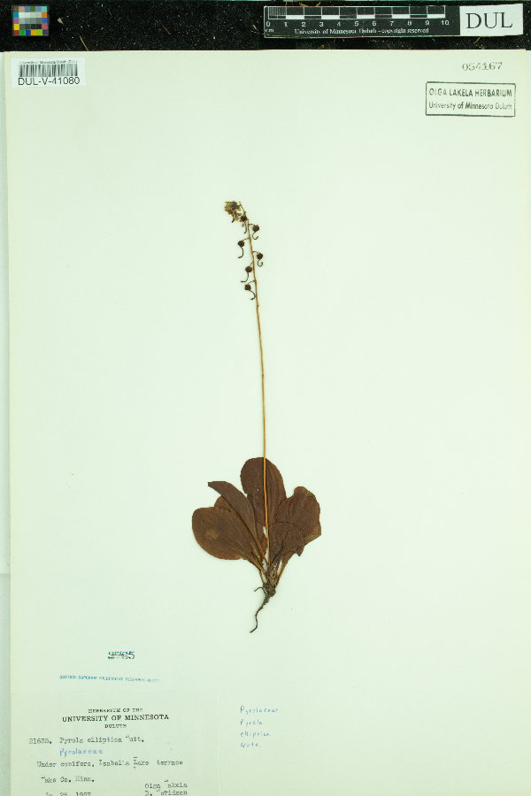 Pyrola image