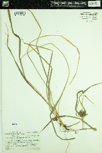 Carex intumescens image