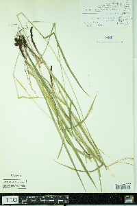 Carex gracillima image