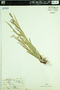 Carex gracillima image