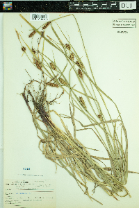 Carex houghtoniana image