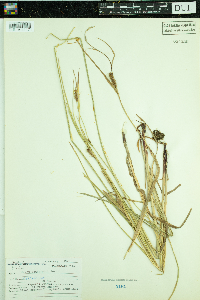 Carex houghtoniana image