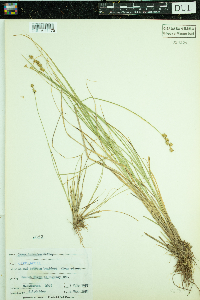 Carex interior image