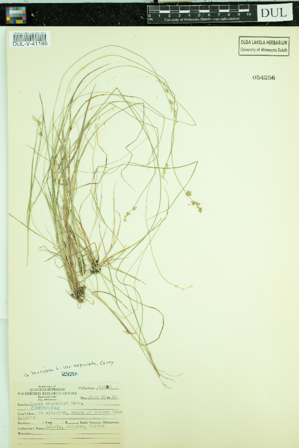 Carex muricata image