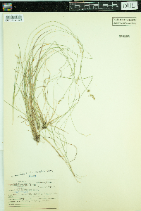 Image of Carex muricata