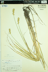 Carex normalis image