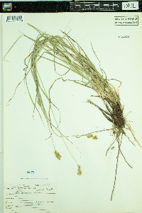 Carex normalis image