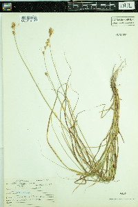 Carex normalis image