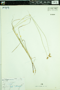 Carex normalis image