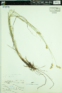 Carex normalis image