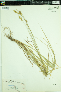 Carex normalis image