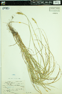 Carex normalis image