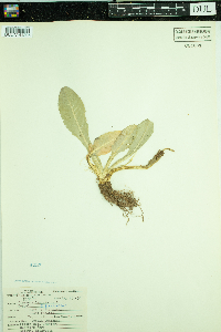 Image of Dipsacus laciniatus